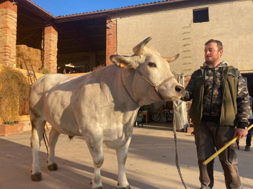 Moncalvo: Contest online per la Fiera del Bue Grasso